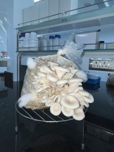 Mushroom cultivation, FTSI